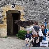 107 - Deze vogel had een grote spanwijdte